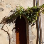 montfort-porte-cep-vigne